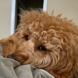 Meet your Posher, Anne